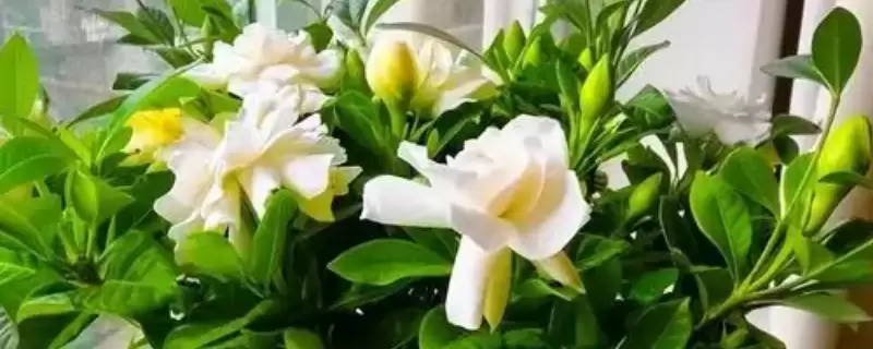 解决栀子花叶片萎蔫问题的方法和重点？解决栀子花叶片萎蔫问题要做好哪些细节？-会东网