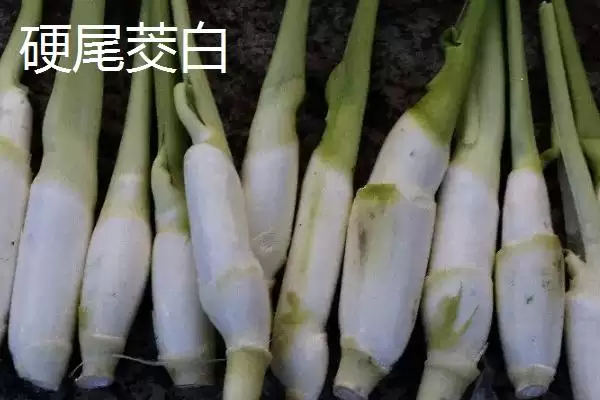 图片[9]-种植茭白的环境要求和要点？种植茭白需关注哪些环境要素？-会东网