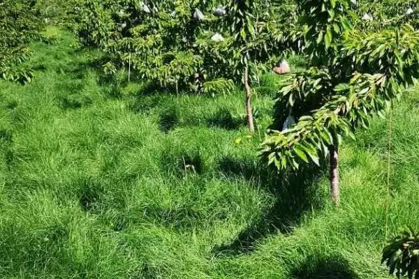 图片[5]-鼠茅草的产地？了解鼠茅草产地要知晓哪些主要的地域分布信息？-会东网