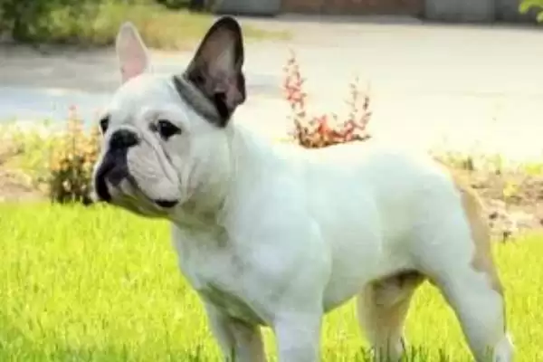 图片[4]-犬细小的传播途径？了解犬细小传播途径要知晓哪些病毒传播和感染方式要点？-会东网