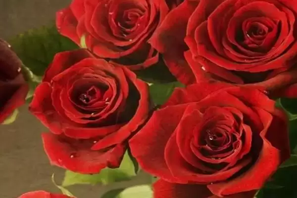 图片[3]-玫瑰花大概几天就会枯萎呢 ,玫瑰花一般七天左右就会枯萎凋谢-会东网