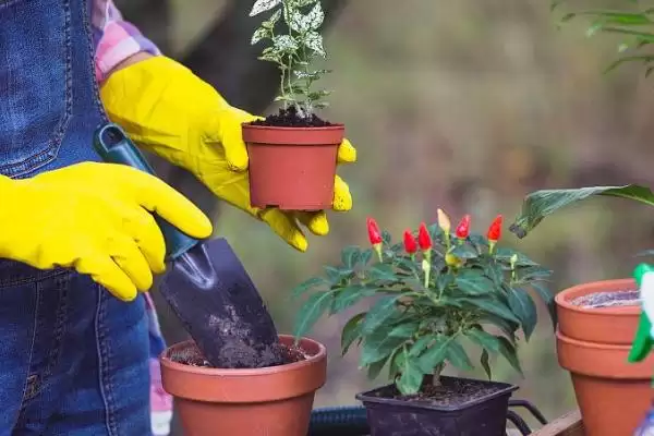 图片[2]-掌握移植花卉技巧的方法和重点？掌握移植花卉技巧要做好哪些细节？-会东网