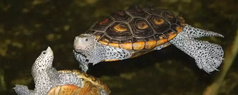 钻纹龟大花小花中花区别的要点和对比？分辨钻纹龟花型需注意什么？-会东网