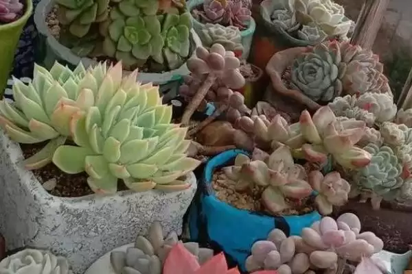 图片[4]-夏天养多肉植物的方法和要点？夏季养殖多肉植物要掌握哪些关键方法？-会东网