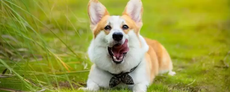 犬瘟热病毒感染源揭秘：病犬和带毒犬的传播风险-会东网