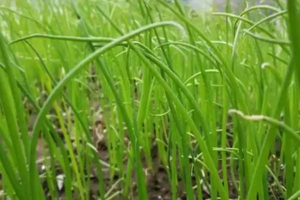 图片[3]-四季香葱如何催芽？催芽四季香葱要掌握哪些科学的催芽方法和步骤？-会东网