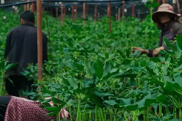 图片[5]-种植一亩重楼的成本和要点？种植重楼成本核算需关注哪些？-会东网