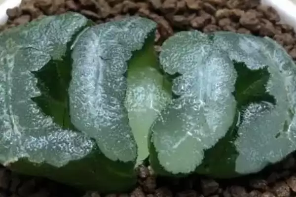 图片[9]-认识玉扇的方法和重点？认识玉扇要做好哪些细节？-会东网