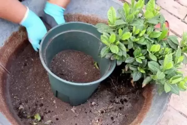 图片[6]-解决栀子花叶片萎蔫问题的方法和重点？解决栀子花叶片萎蔫问题要做好哪些细节？-会东网