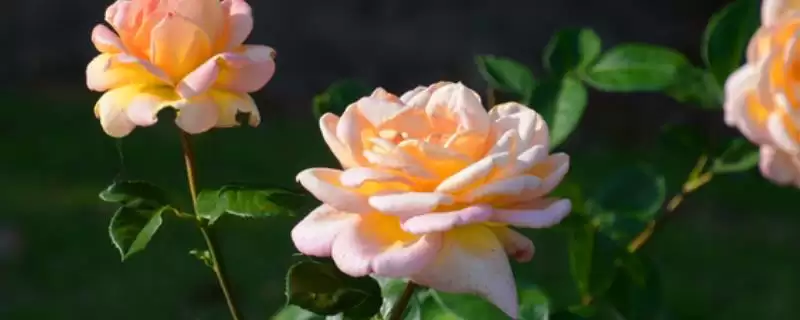 最美的月季花品种的种类和要点？选择月季花品种需关注哪些？-会东网