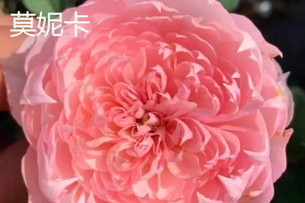图片[8]-最美的月季花品种的种类和要点？选择月季花品种需关注哪些？-会东网