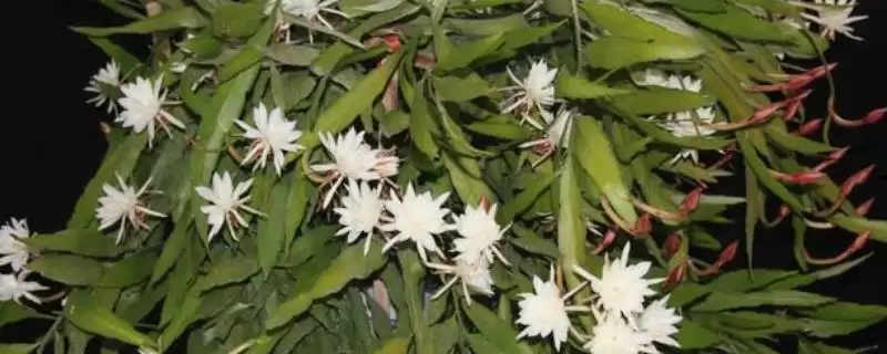 昙花长气根的原因？探究昙花长气根原因要考虑哪些生长环境和植物生理因素？-会东网