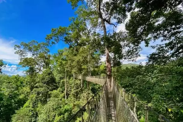 图片[5]-热带雨林有些什么植物？认识热带雨林植物要了解哪些关键信息？-会东网