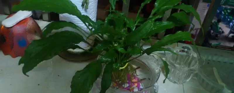 如何水培一帆风顺？水培一帆风顺要遵循哪些正确的水培步骤？-会东网