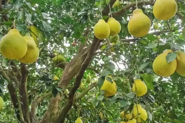 图片[3]-沙田柚的种植条件？种植沙田柚要满足哪些科学的种植环境和条件？-会东网