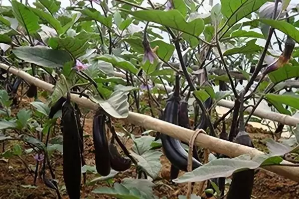 图片[3]-越夏茄子追肥的方法和重点？越夏茄子追肥要做好哪些细节？-会东网