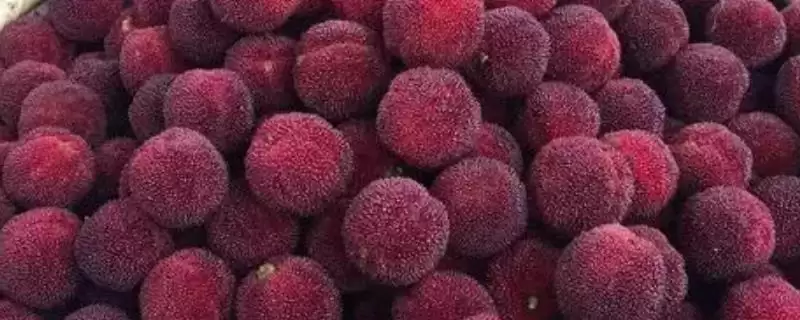 比较杨梅东魁和荸荠口感的方法和重点？比较杨梅东魁和荸荠口感要做好哪些细节？-会东网