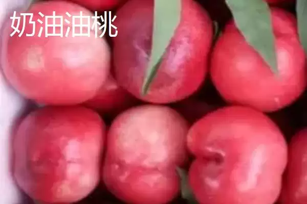 图片[9]-判断油桃是否为转基因桃子的方法和重点？判断油桃是否为转基因桃子要做好哪些细节？-会东网