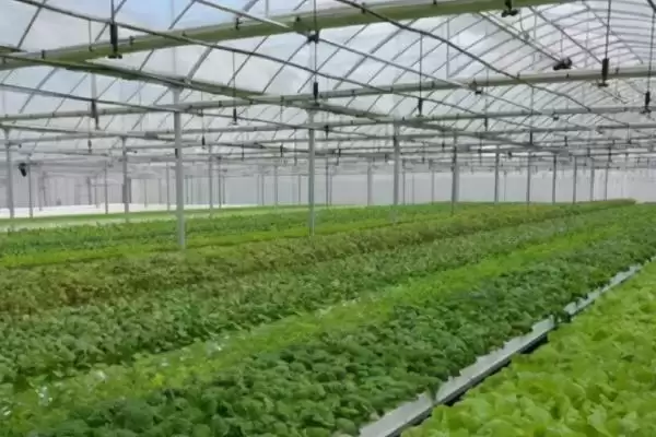 图片[3]-如何预防保护地蔬菜发生肥害？种植保护地蔬菜预防肥害要怎么做？-会东网