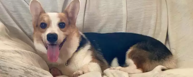 柯基犬的优缺点 ,柯基犬的脾气大表现在哪方面呢？-会东网