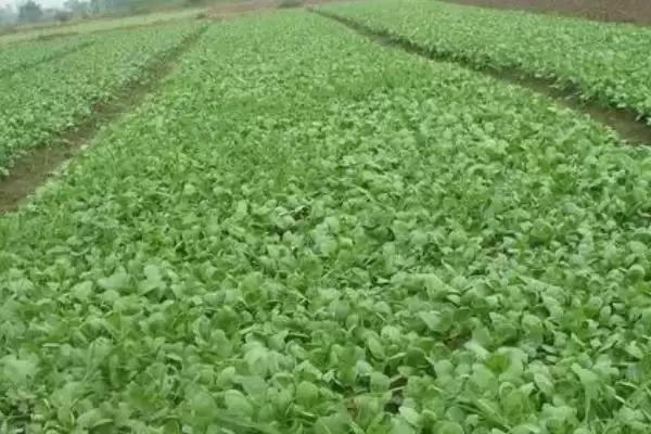 图片[4]-小白菜收获时间的要点和判断？判断小白菜收获时机需注意什么？-会东网