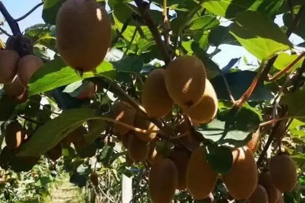 图片[4]-种植猕猴桃的海拔要求和要点？种植猕猴桃需关注哪些海拔因素？-会东网