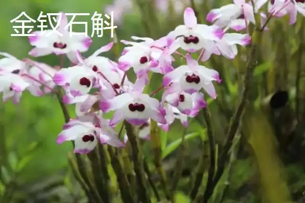 图片[5]-金钗石斛的价格 ,新鲜精选的金钗石斛售价多少-会东网