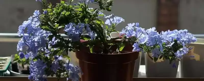 蓝雪花的种植土壤选择 ,蓝雪花为何适合疏松肥沃土壤？-会东网