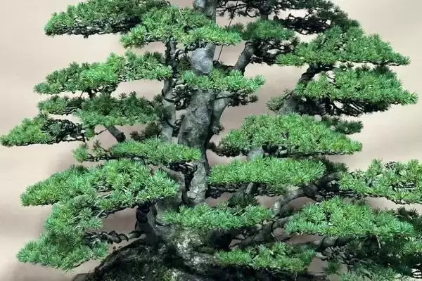 图片[4]-五针松要嫁接原因的要点和分析？分析五针松嫁接原因需关注什么？-会东网
