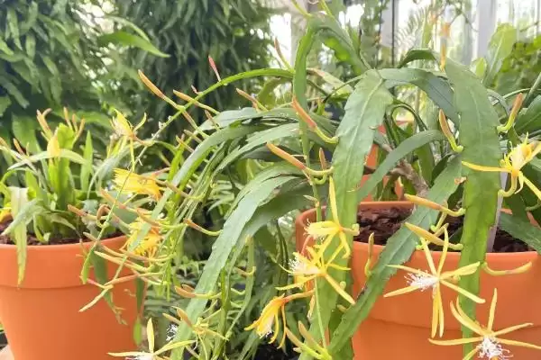 图片[5]-昙花一年开多少次？了解昙花一年开花次数要探究哪些花期规律和养护要点？-会东网
