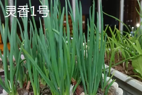 图片[5]-小葱产地的分布和要点？了解小葱产地需关注哪些关键信息？-会东网