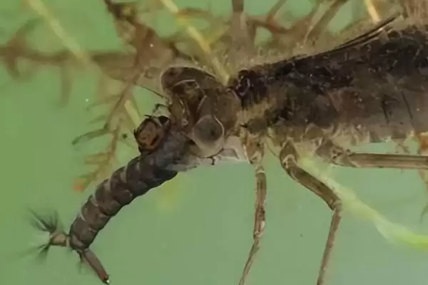 动物界的“眼王”:蜻蜓拥有超多眼睛的神奇秘密插图7 动物界的“眼王”:蜻蜓拥有超多眼睛的神奇秘密插图7