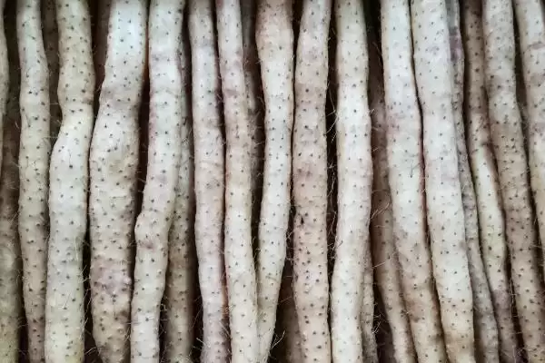 图片[4]-小白嘴白山药特产地区的要点和解读？了解小白嘴白山药产地需关注哪些关键信息？-会东网