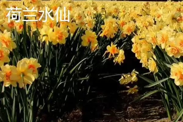 图片[9]-水仙花品种介绍？认识水仙花品种要了解哪些关键的品种特性和分类信息？-会东网