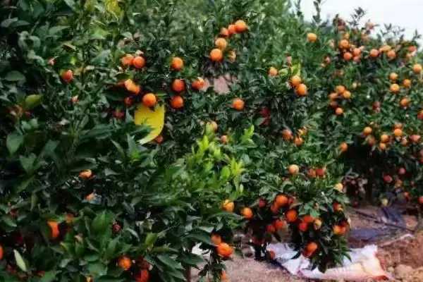 图片[4]-种植柑橘的条件和要点？种植柑橘需满足哪些必要条件？-会东网