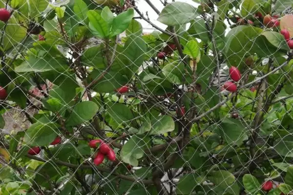 图片[3]-神秘果种植几年可以结果？了解神秘果结果周期要知晓哪些生长规律？-会东网