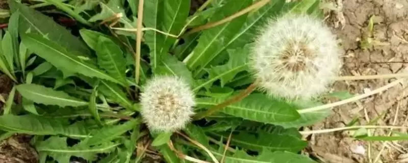 蒲公英形态特征揭秘：株型较高草本植物的独特之处-会东网