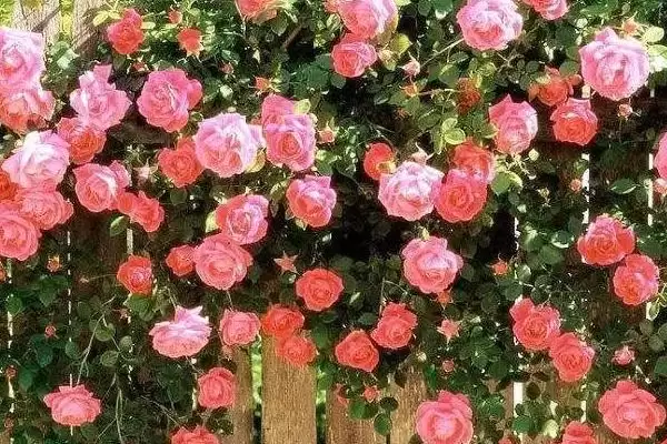 图片[4]-蔷薇花颜色大揭秘：白色、粉色等多种颜色的美丽绽放-会东网