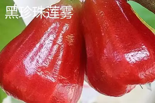 图片[5]-莲雾的成熟时间 ,莲雾在哪个时间段供应量最大？-会东网