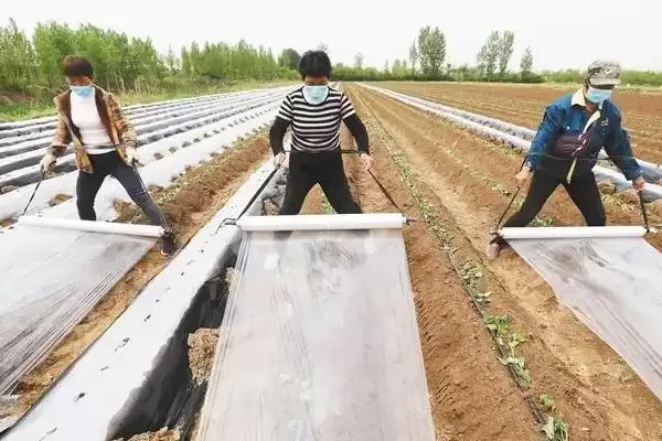 图片[5]-种植红薯铺地膜的方法和重点？种植红薯铺地膜需留意什么？-会东网