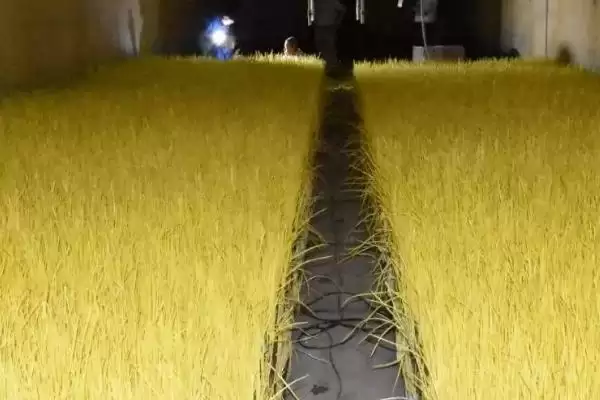 图片[5]-如何在大棚内种植蒜黄？在大棚内种植蒜黄要遵循哪些种植步骤？-会东网