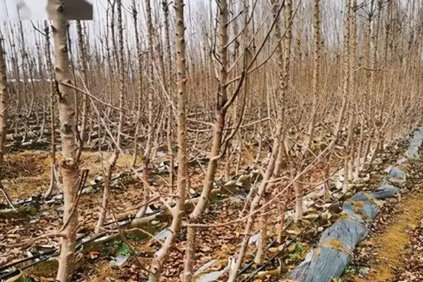 图片[5]-油桃施肥提高产量的方法和重点？油桃施肥提高产量要做好哪些细节？-会东网