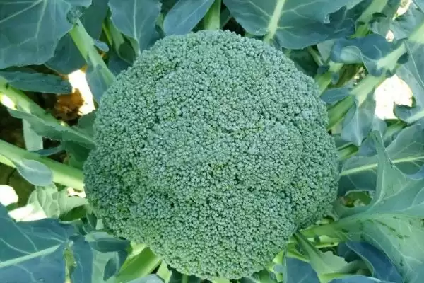 图片[5]-西兰花传入中国时间的要点和解读？了解西兰花传入需关注哪些关键信息？-会东网