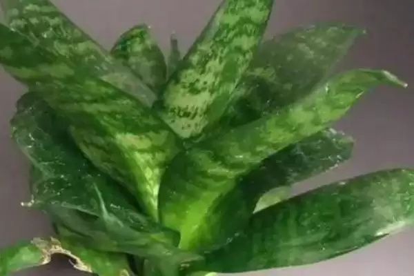 图片[4]-水培虎皮兰的养殖注意事项？水培虎皮兰要遵循哪些重要的养殖注意要点？-会东网
