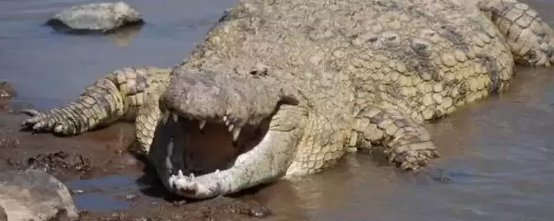 湾鳄的简介？认识湾鳄要了解哪些关键的生物分类、形态和习性要点？-会东网