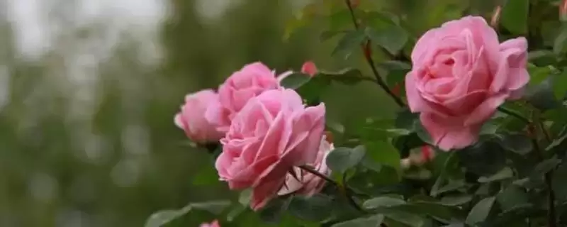 盆栽月季花养殖攻略：选择陶制花盆的优势与技巧-会东网