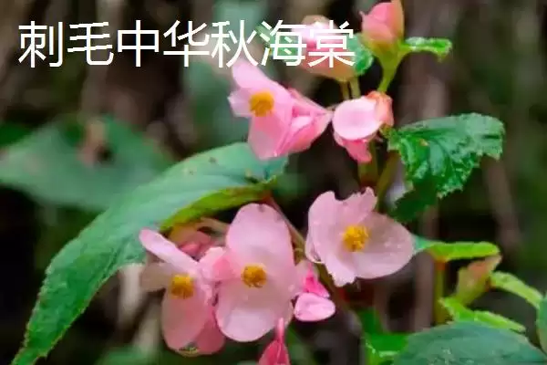图片[4]-秋海棠品种大集合：单翅秋海棠及中华秋海棠等介绍-会东网