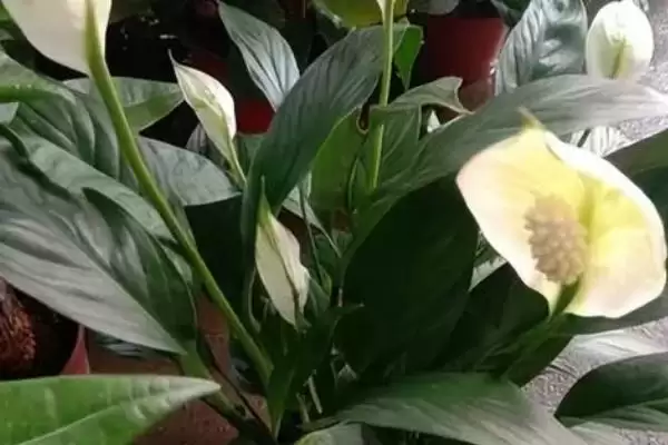 图片[7]-种植一帆风顺的方法和重点？种植一帆风顺要做好哪些细节？-会东网