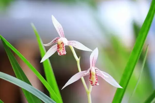 图片[4]-建兰的养殖难度 ,建兰这种植物好不好养呢-会东网