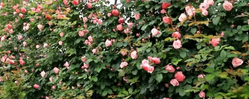 藤本月季不开花的原因？探究藤本月季不开花原因要考虑哪些养护和生长因素？-会东网